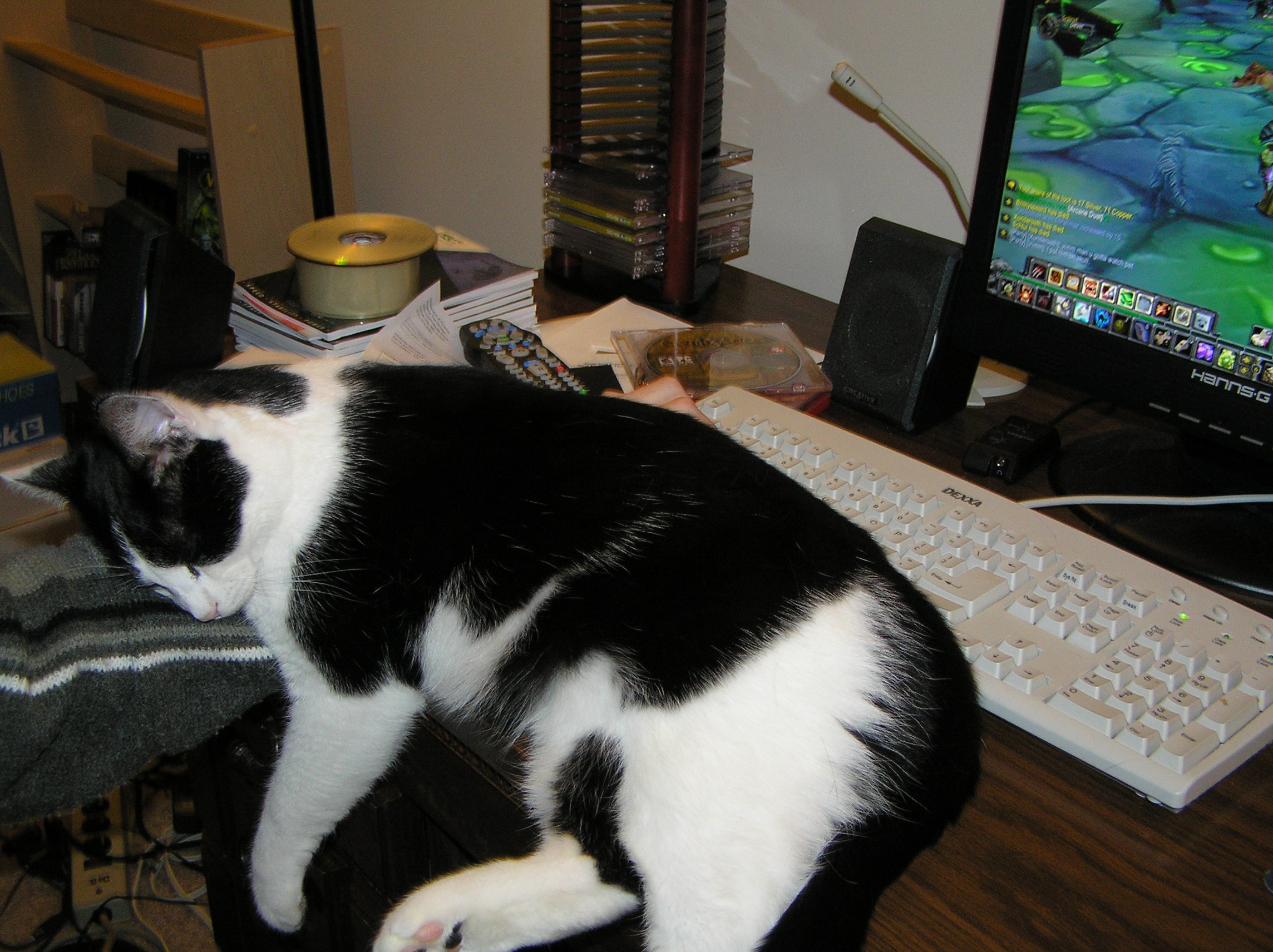 Keyboard Cat - Nov 20 2007.jpg